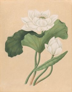 Indische Lotosblume (Nelumbo nucifera)