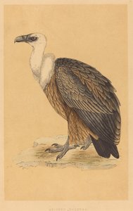 Gänsegeier
