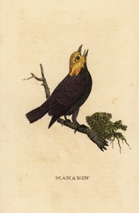 Goldkopf-Manakin, Ceratopipra erythrocephala