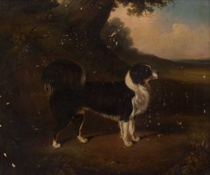 Porträt eines Hundes