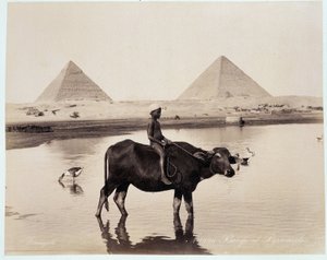 Ein Kind und ein Ochse in einem Gewässer am Fuße der Pyramiden von Chephren und Cheops in Gizeh - Fotografie der Frères Zangali, späte 19. Jahrhundert