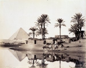 Kamele trinken am Fuße der Pyramiden von Ägypten - Fotografie der Zangali-Brüder, Ende des 19. Jahrhunderts
