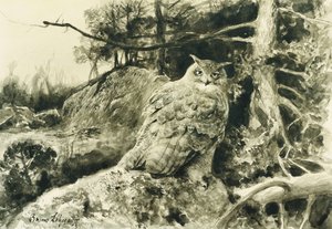 Uhu (Bubo Bubo)