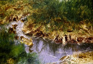 Enten und Entenküken in einem Bach