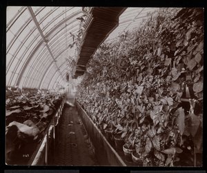 Orchideen in einem Gewächshaus auf dem Anwesen von Helen Gould (ehemaliger Wohnsitz von Jay Gould) in Tarrytown, New York, 1894