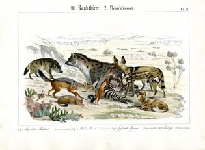 Afrikanische Raubtiere bei der Jagd