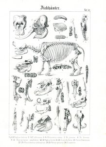 Anatomische Illustration von Dickhäutern