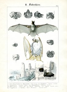 Fledermäuse und ihre Anatomie