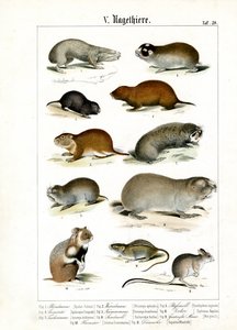 Nagetiere und ihre morphologischen Anpassungen