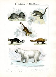 Kleine Raubtiere und Eisbär von C. Roth