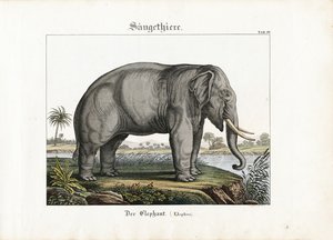 Afrikanischer Elefant von C. Steglich