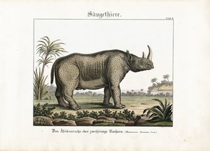 Afrikanisches oder Zweihorn-Nashorn