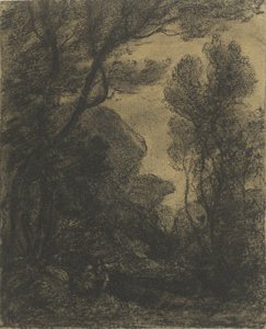 Waldansicht bei Abend