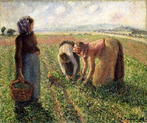 Erbsenernte, Eragny, 1893