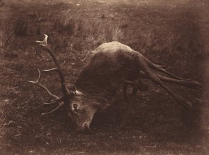 Toter Hirsch