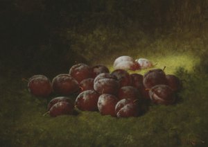 Lila Pflaumen, 1895