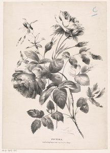 Zwei Rosen von Carel Christiaan Antony Last