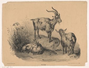 Vier Ziegen von Carel Christiaan Antony Last
