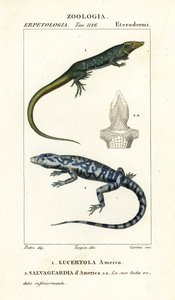 Dschungelläufer, Ameiva ameiva, Lucertola ameiva 1 und Goldteju, Tupinambis teguixin, Salvaguardia d
