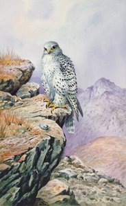 Gerfalke