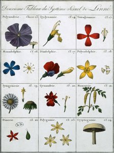 Zweite Tafel des Linnéischen Pflanzensexualsystems