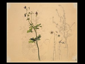 Akelei, Margerite, Knoblauchshederich und Männertreu von Carl Philipp Fohr