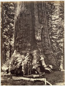 Basis des Grizzly-Riesen, aus The Yosemite Book: A Description of the Yosemite Valley and the Adjacent Region of the Sierra Nevada, and of the Big Trees of California, von Josiah Dwight Whitney