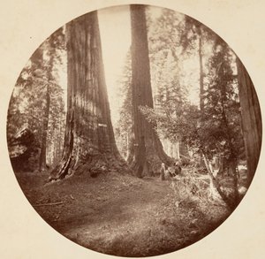 Altes Dominium und Onkel Toms Taverne. Calaveras Grove, ca. 1878