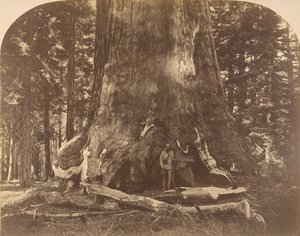 Abschnitt des Grisly Giant, Mariposa Grove, 1861