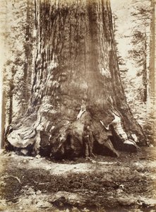 Abschnitt des Grizzly-Riesen mit Galen Clark, Mariposa Grove, Yosemite, 1865-66
