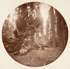 Der Vater des Waldes - Die Rückseite des Pferdes. Calaveras Grove