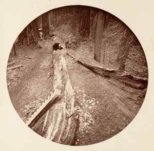 Der Vater des Waldes, 450 Fuß lang, C. Grove, ca. 1878