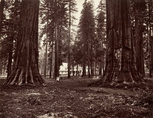 Das Hotel von Mammoth Grove