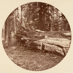 Die Hütte der Bergleute - Calaveras Grove