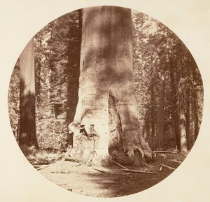 Die Mutter des Waldes - Calaveras Grove