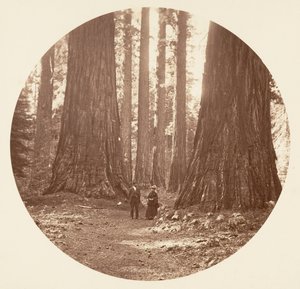 Die drei Grazien gesehen durch den Bryant und Seward Calaveras Hain, ca. 1878