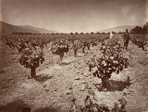 Weinberg der Camulos Ranch, 1876, gedruckt ca. 1876