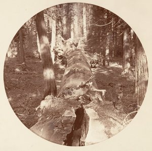 Yosemite-Nationalpark, Kalifornien, ca. 1878