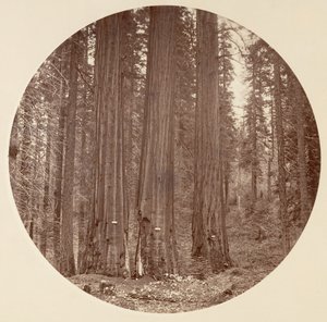 [Yosemite-Nationalpark, Kalifornien], ca. 1878