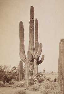 Kaktus