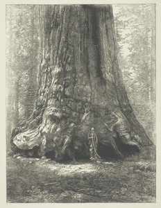 Kopie von Carleton Watkins