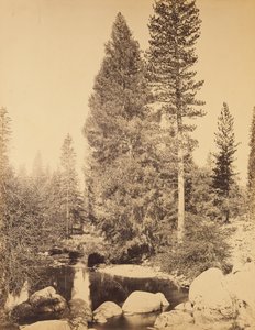 Douglasie bei Clarks von Carleton Watkins
