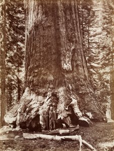 Grizzly Giant Durchmesser 33 Fuß, Mariposa Grove