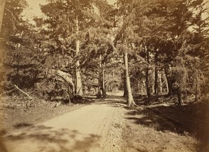Monterey, Kalifornien. Moss Avenue, 18 Mile Drive. von Carleton Watkins