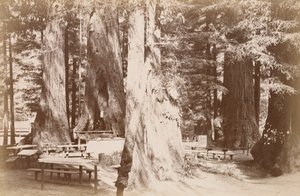 Picknicktisch im Redwood-Hain von Carleton Watkins