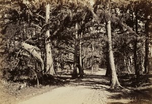 Straße durch den Zypressenhain von Carleton Watkins