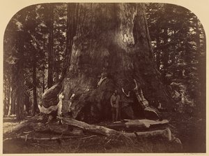 Abschnitt des Grizzly Giant, Mariposa Grove, 33 ft. Durchmesser von Carleton Watkins