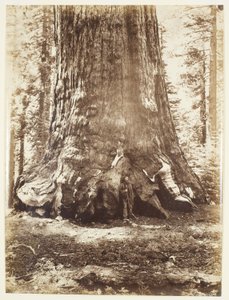 Abschnitt des Grizzly-Riesen mit Galen Clark, Mariposa Grove, Yosemite