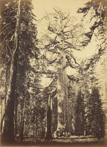Sequoia Gigantea - "Grizzly Giant" - Mariposa Grove von Carleton Watkins