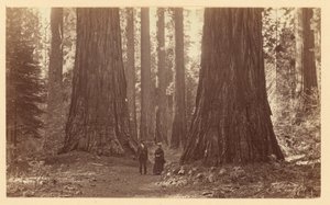 [Die drei Grazien Calaveras Grove] von Carleton Watkins
